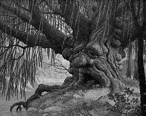 old-man-willow